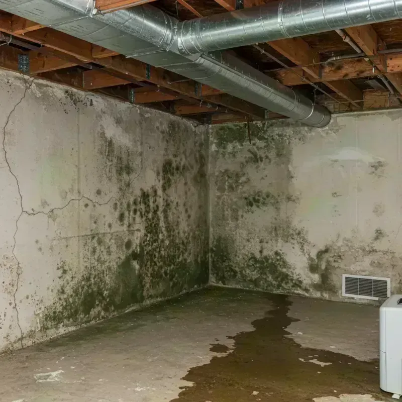 Professional Mold Removal in Ramsey, MN